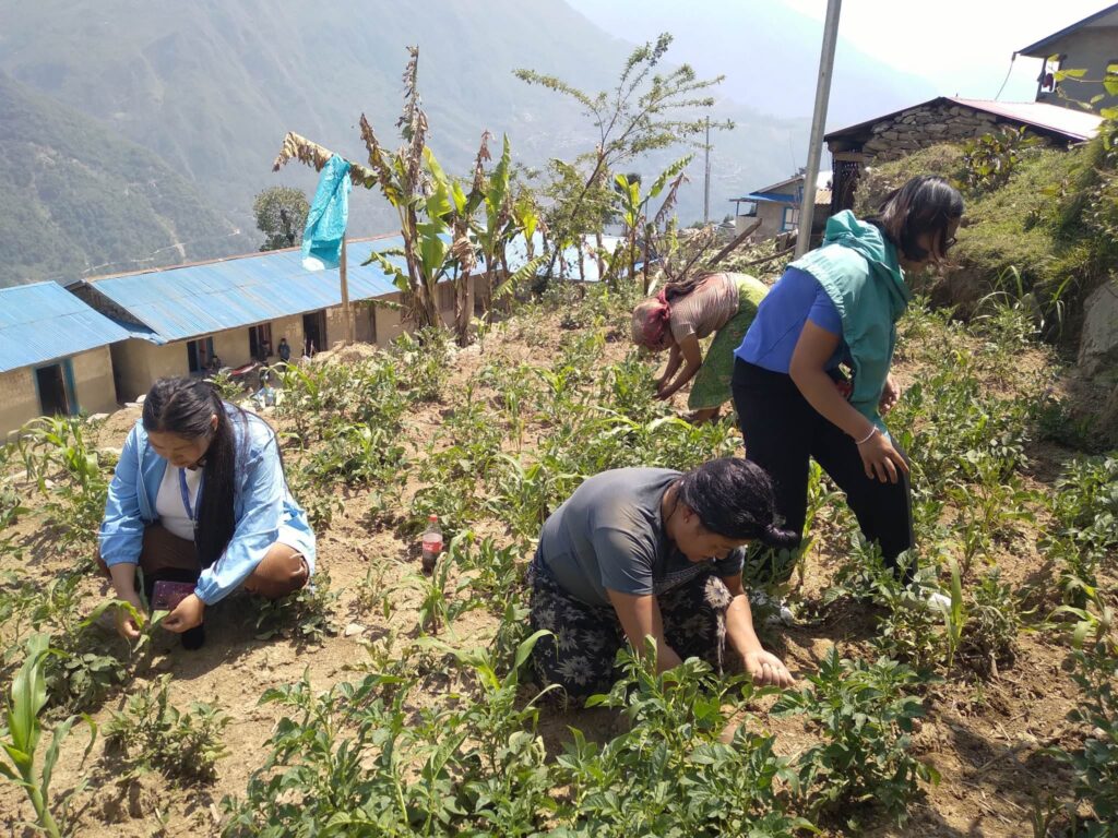 सोलुको छेस्काममा फैलियो फौजी किराको प्रकोप 1 11